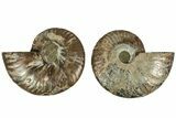 Cut & Polished, Agatized Ammonite Fossil - Madagascar #206837-1